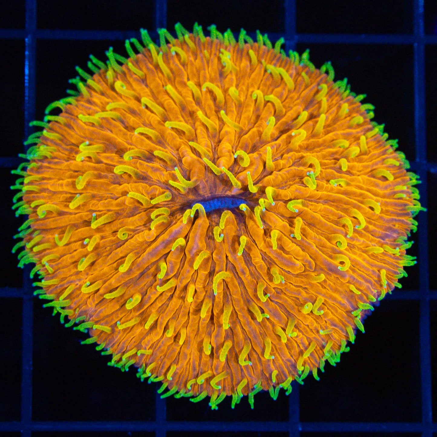 Yellow Tentacle Neon Orange Plate Coral 2"
