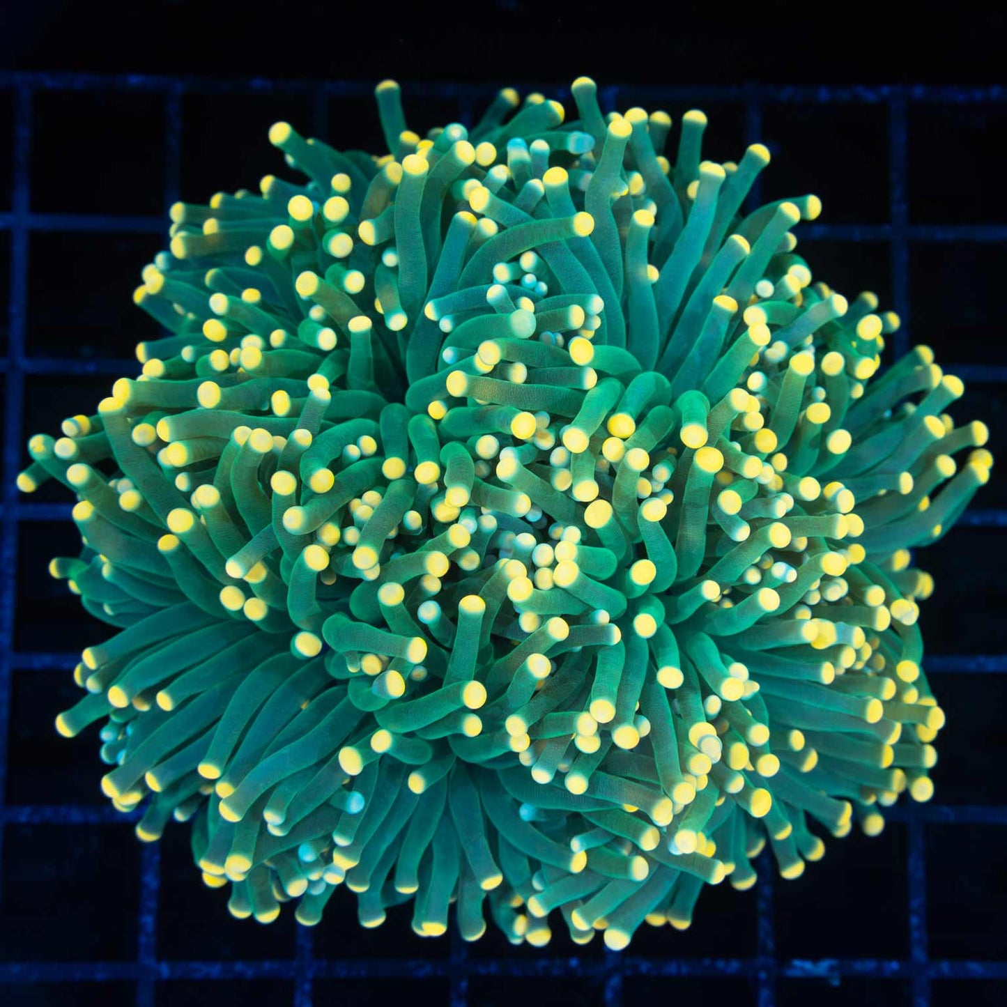 yellow tip green torch coral colony