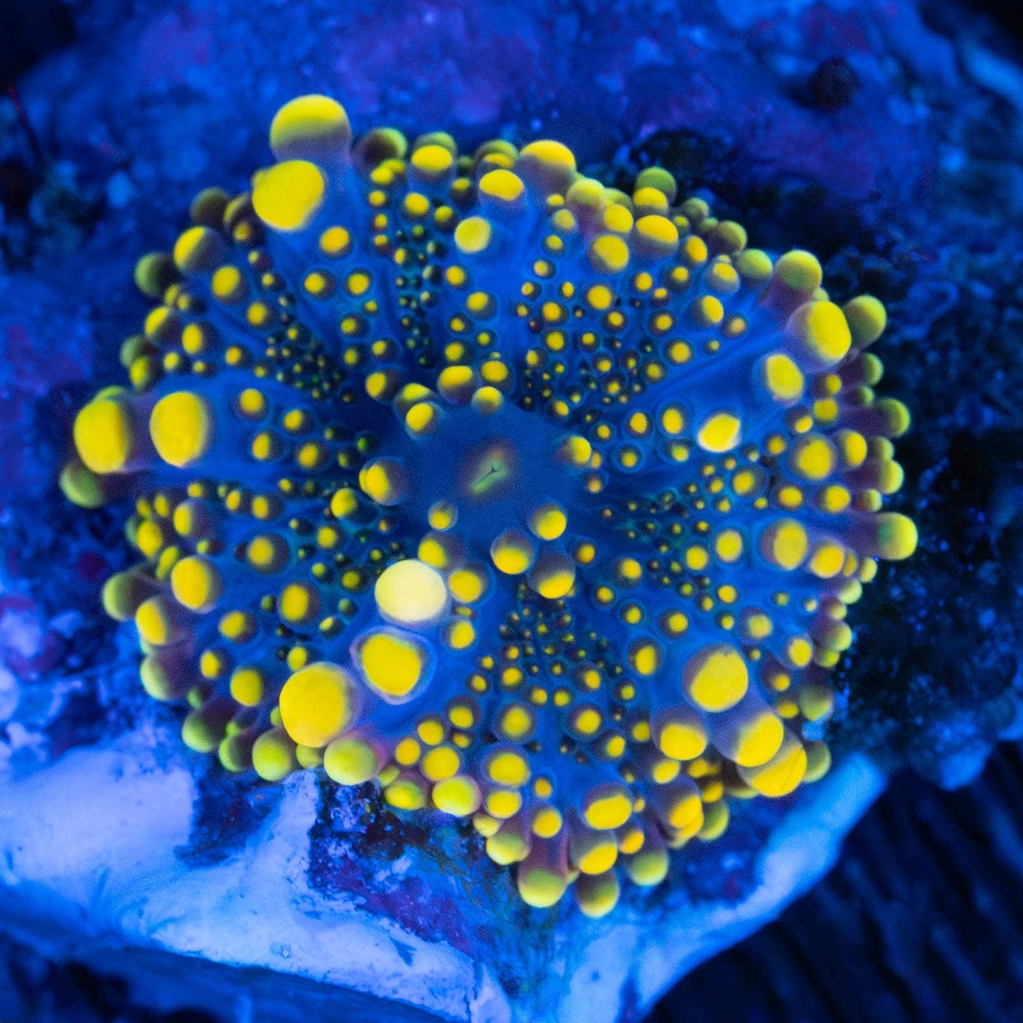 Small Banana Yellow Midnight Blue Yuma