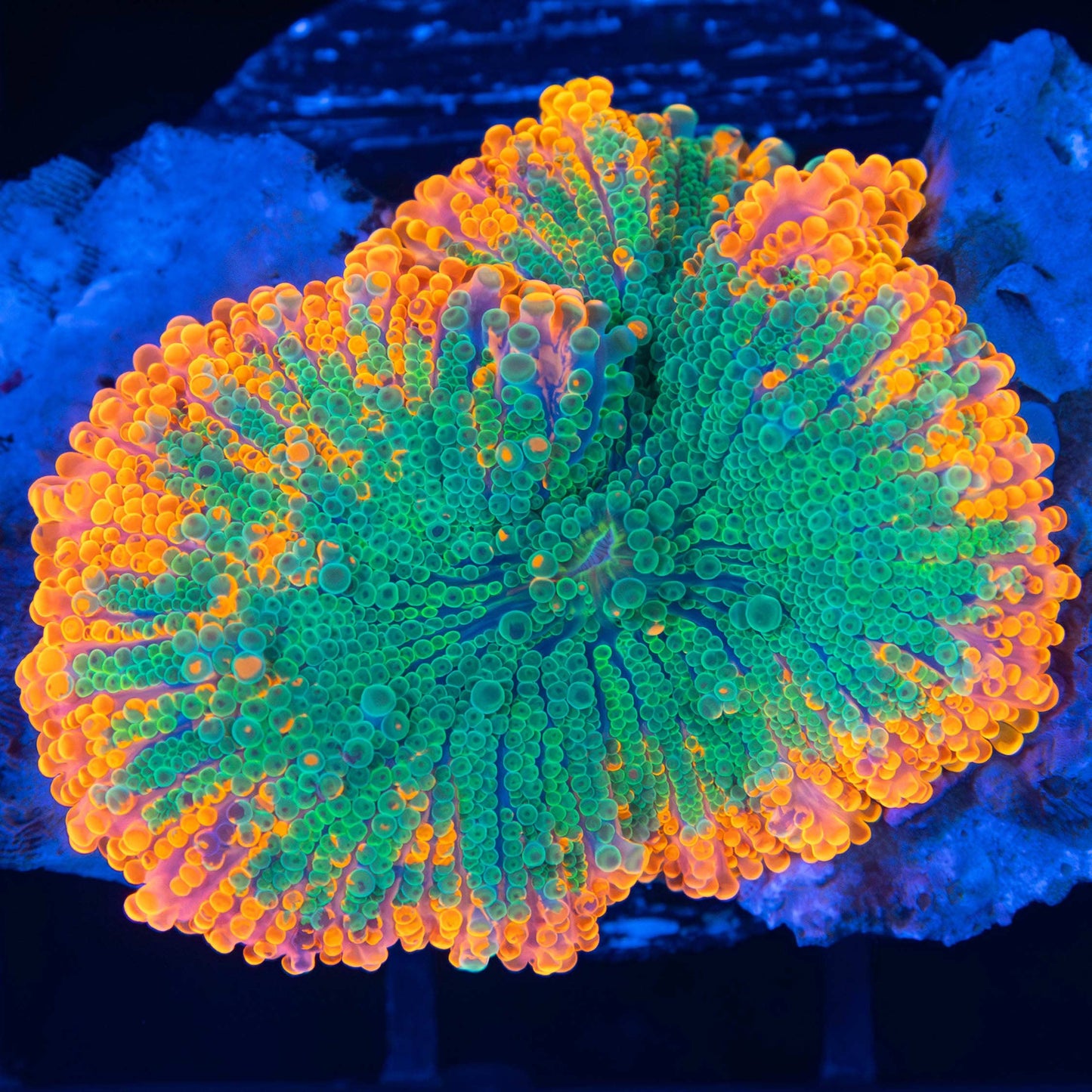 XL 4 Color Yuma Mushroom