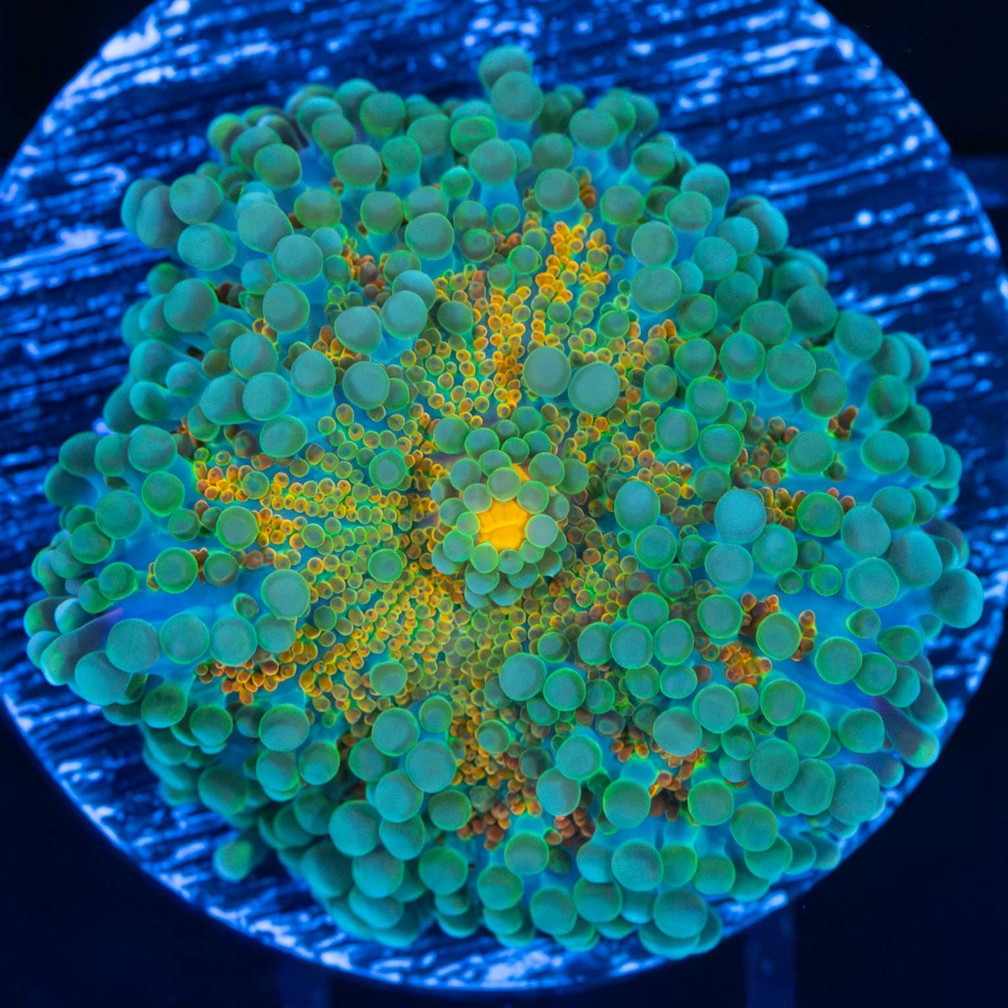 Ultra Yuma Mushroom Coral 1.25"