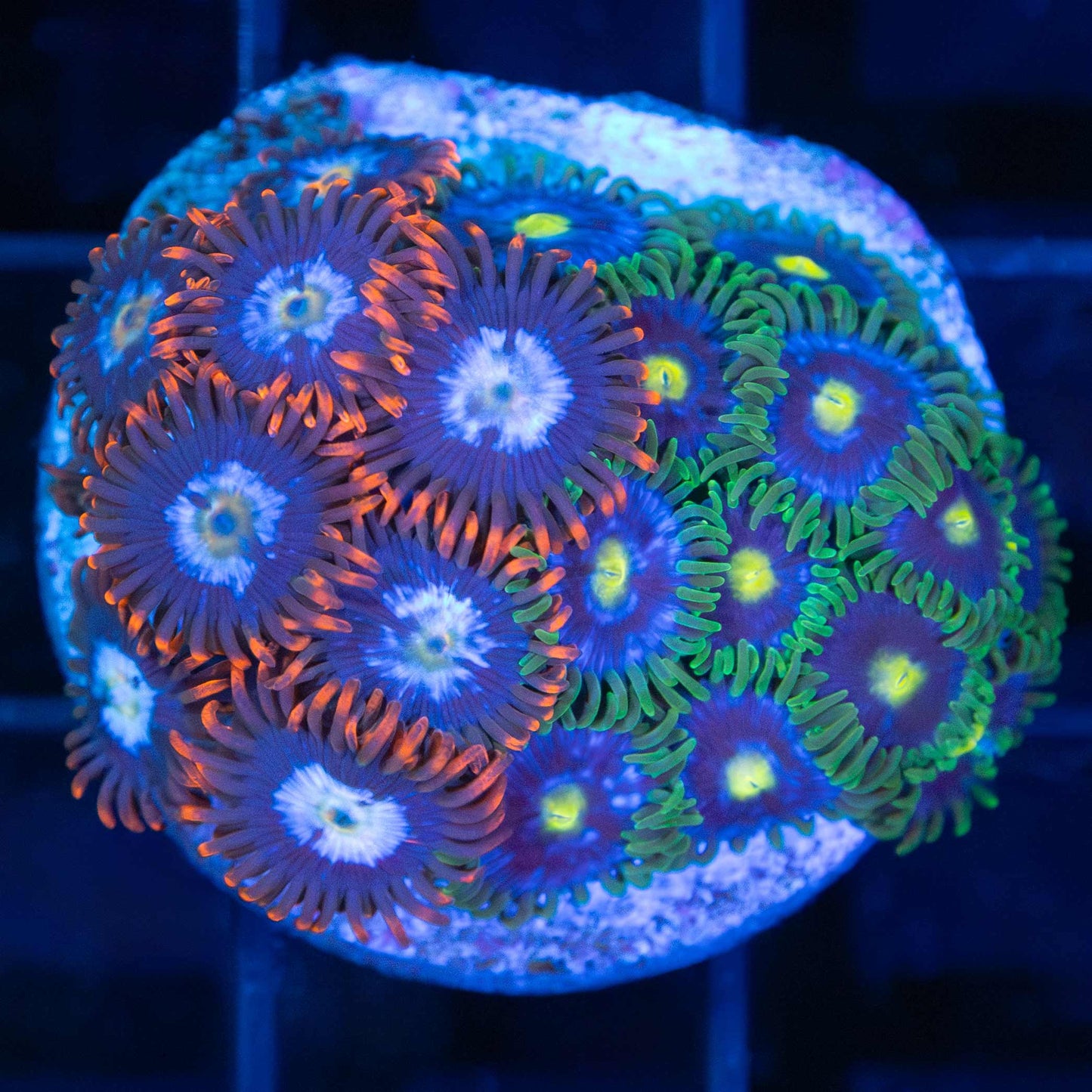 Zoa Combo