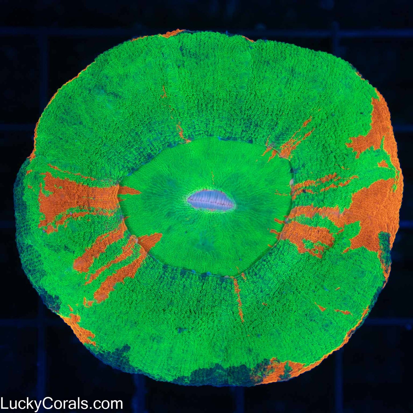 Blue Rim Bleeding Apple Scoly