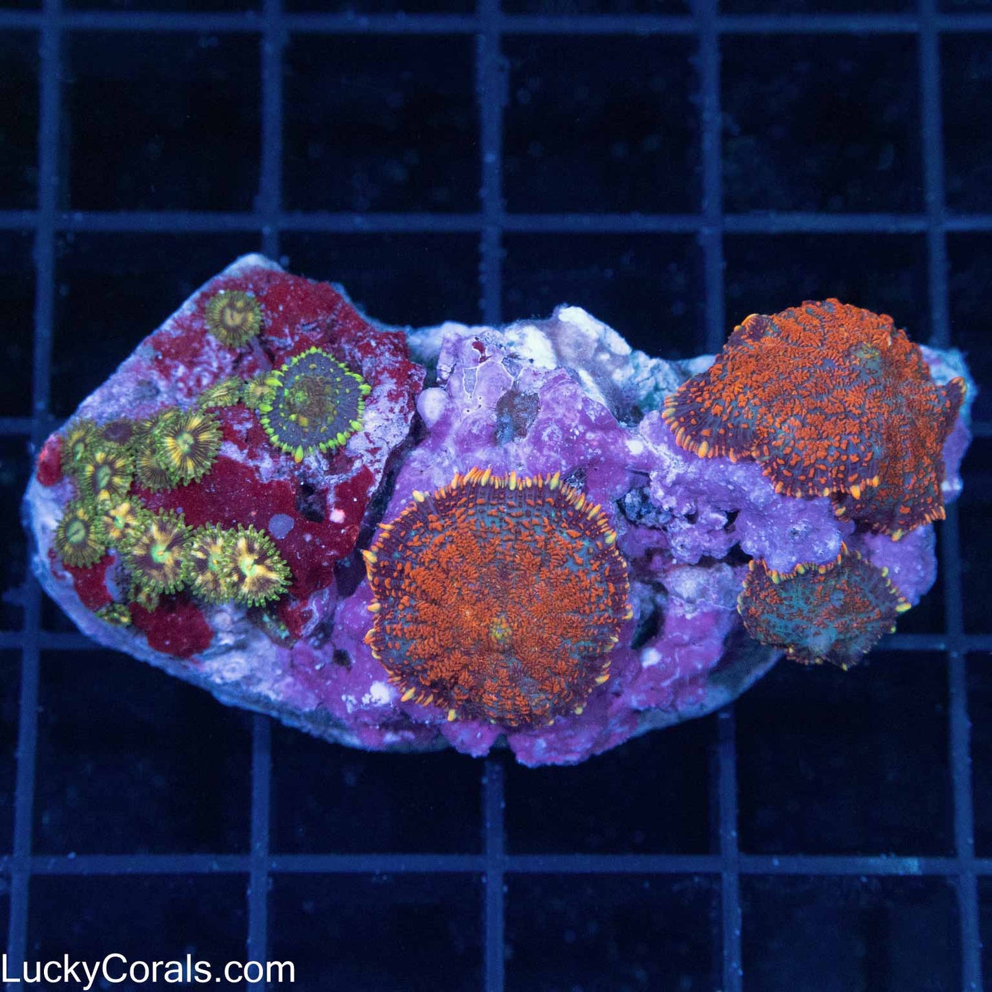 Indo Mini Reef