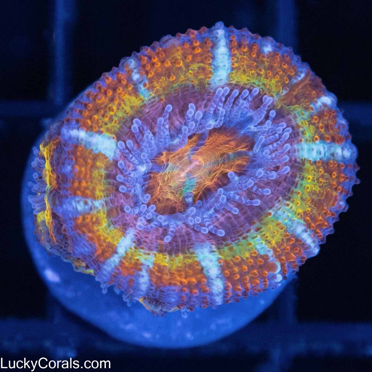 Rainbow Joker Acan (Tanked 10 months)