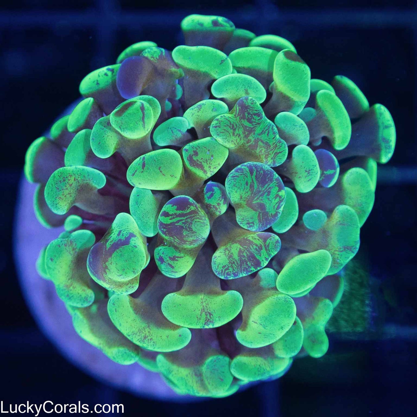 Gold Purple Green Branching Hammer