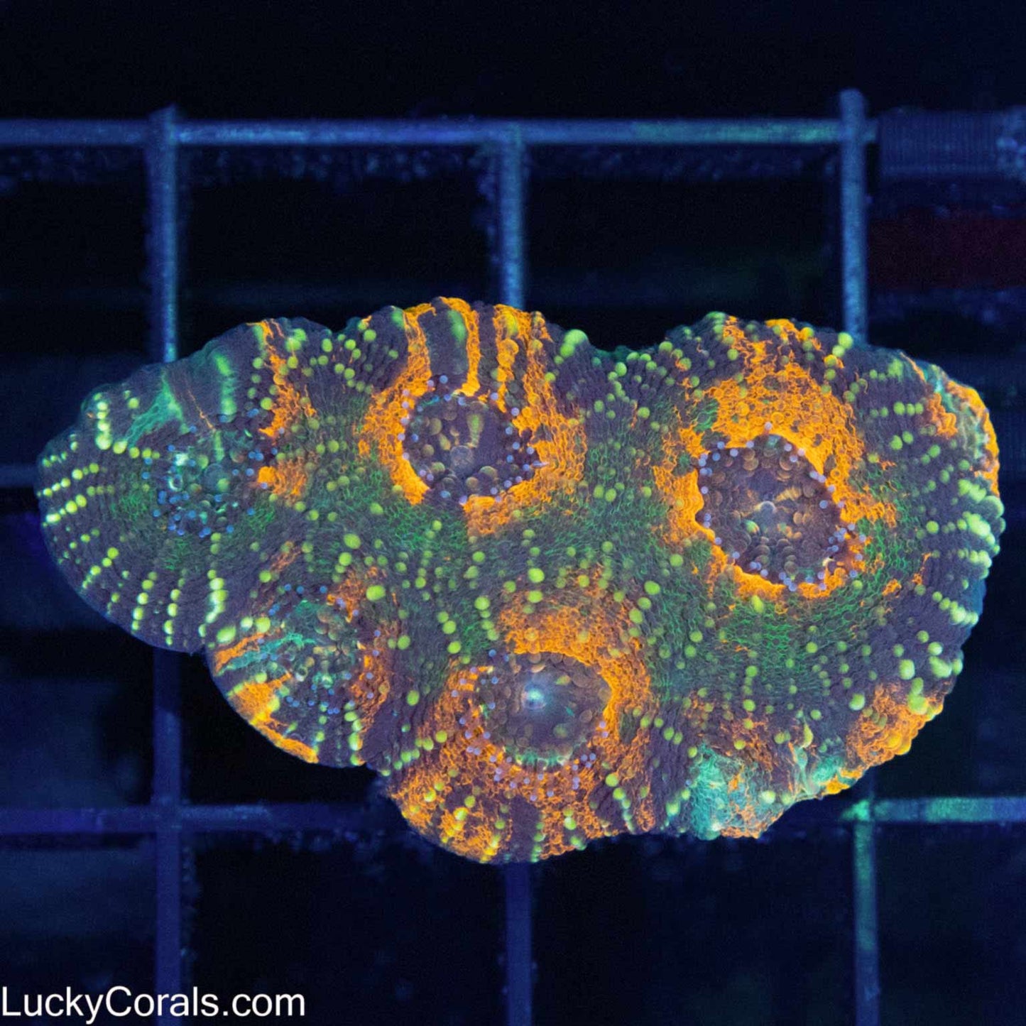 Acan Echinata