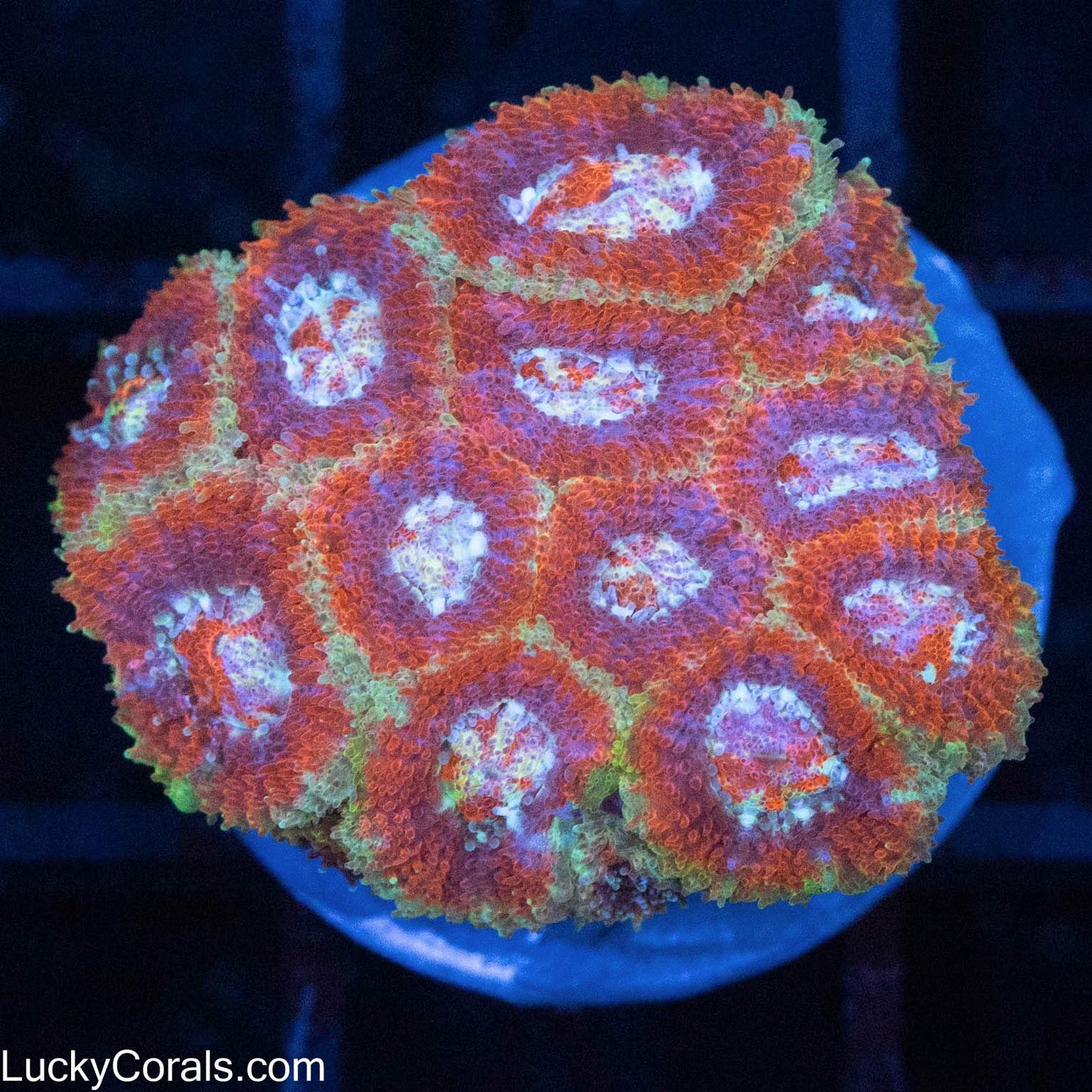 Unique 4 Color Favia
