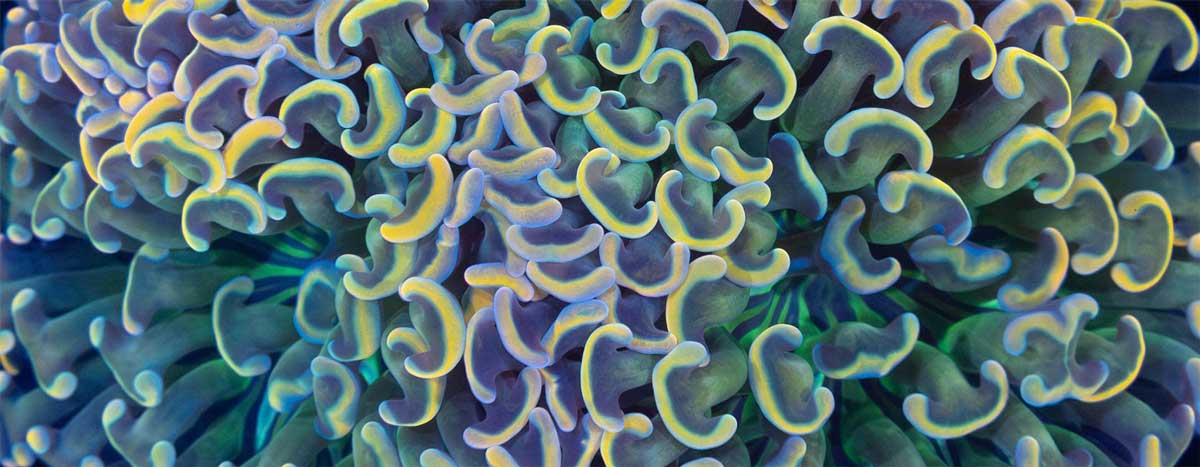 Hammer Coral Care Guide: Lighting, Flow, Placement & Feeding