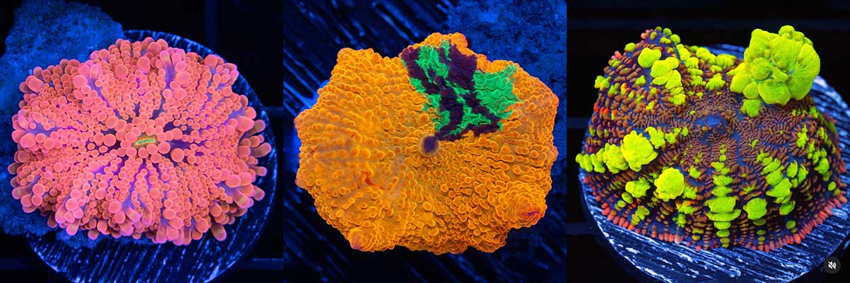 Yuma Discosoma Rhodactis Mushroom Banner
