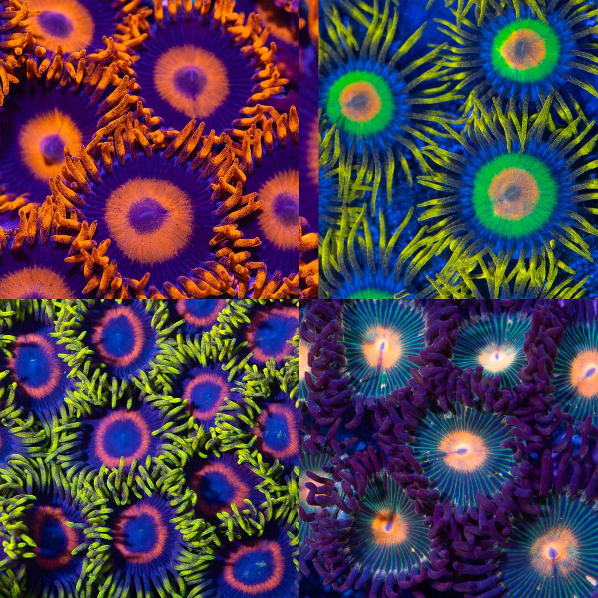 Orange Oxide Zoa, Rasta Zoanthids, Eagle Eye Zoa