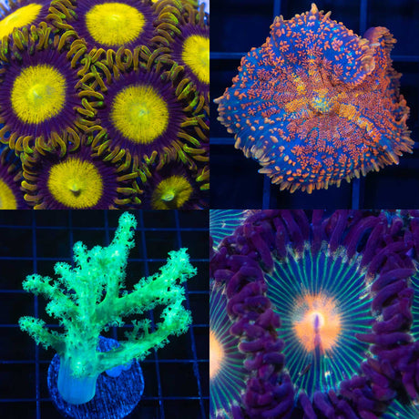 Beginner Corals Collage