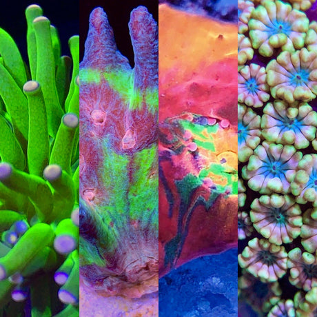 LPS Corals