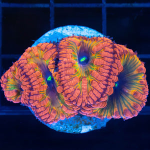 Blastomussa