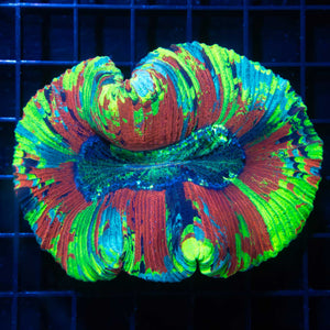 Trachyphyllia / Wellso