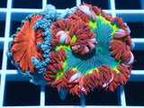 Anenomes