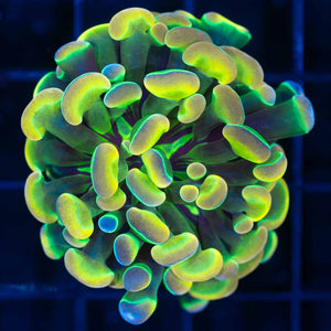Hammer Coral