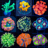 All Corals