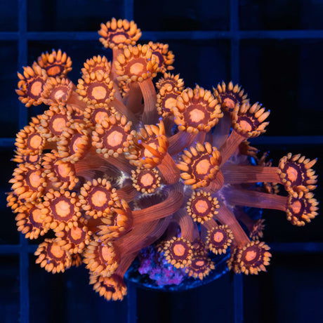 Goniopora Coral
