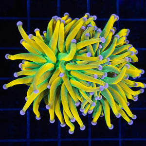 Torch Coral