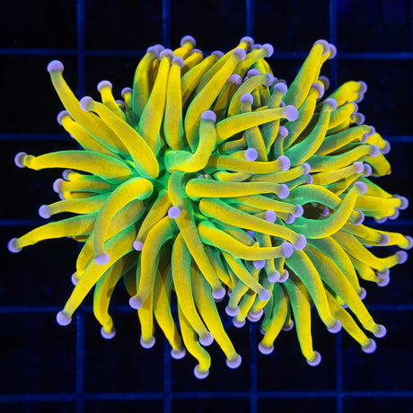 Banana Torch Coral
