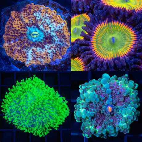 Soft Coral Collage