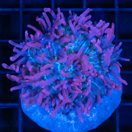 Balloon Animal Bounce Mushroom XL