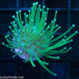 Leather Corals