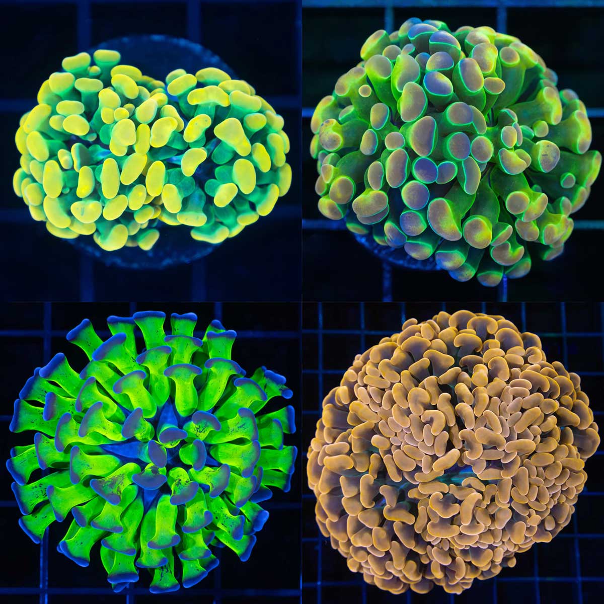 LCK Holy Grail Hammer, LCK Rainbow Hologram Hammer, Purple Tip Hammer, Orange Hammer Coral