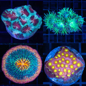 Other LPS Corarls