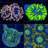 Aquacultured Corals