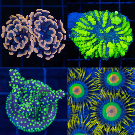 US Aquacultured Corals Collage