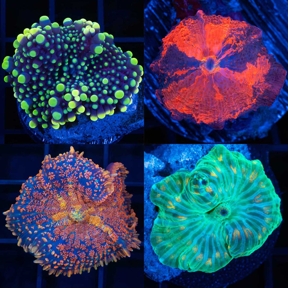 Black Friday Mushroom Coral Deals 2026 | Lucky Corals