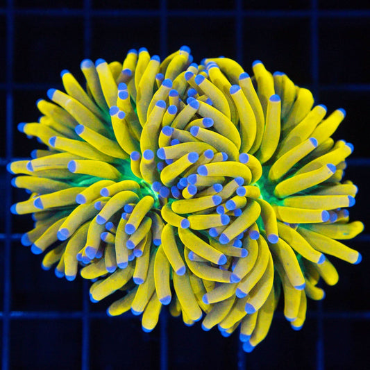 2 Head Ultimate Blue Tip Banana Torch