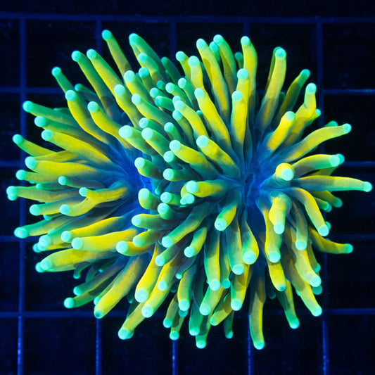 Almost 2 head banana torch