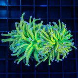 2 Heads Banana Grail Torch Coral