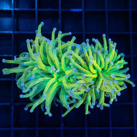 2 Heads Banana Grail Torch Coral