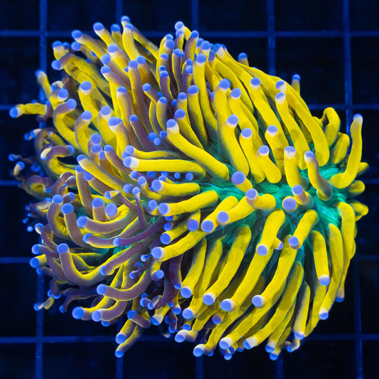 2 Head Banana Torch Coral