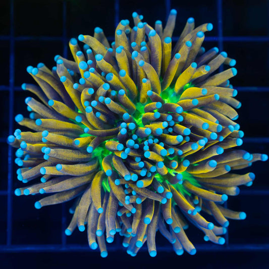 2 Heads Blue Tip Banana Torch Coral