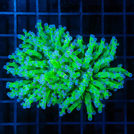 2 Heads Blue Green Frogspawn Coral