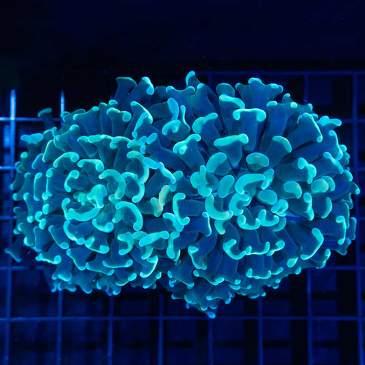 2 Heads Giant Blue Branching Hammer 5"