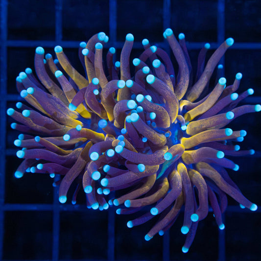 2 Heads Tiger Torch (Version 2)