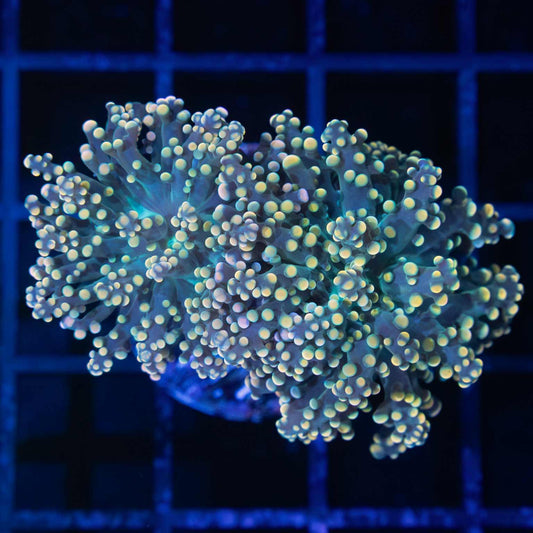 2 Heads Gold and Teal Branch Octospawn