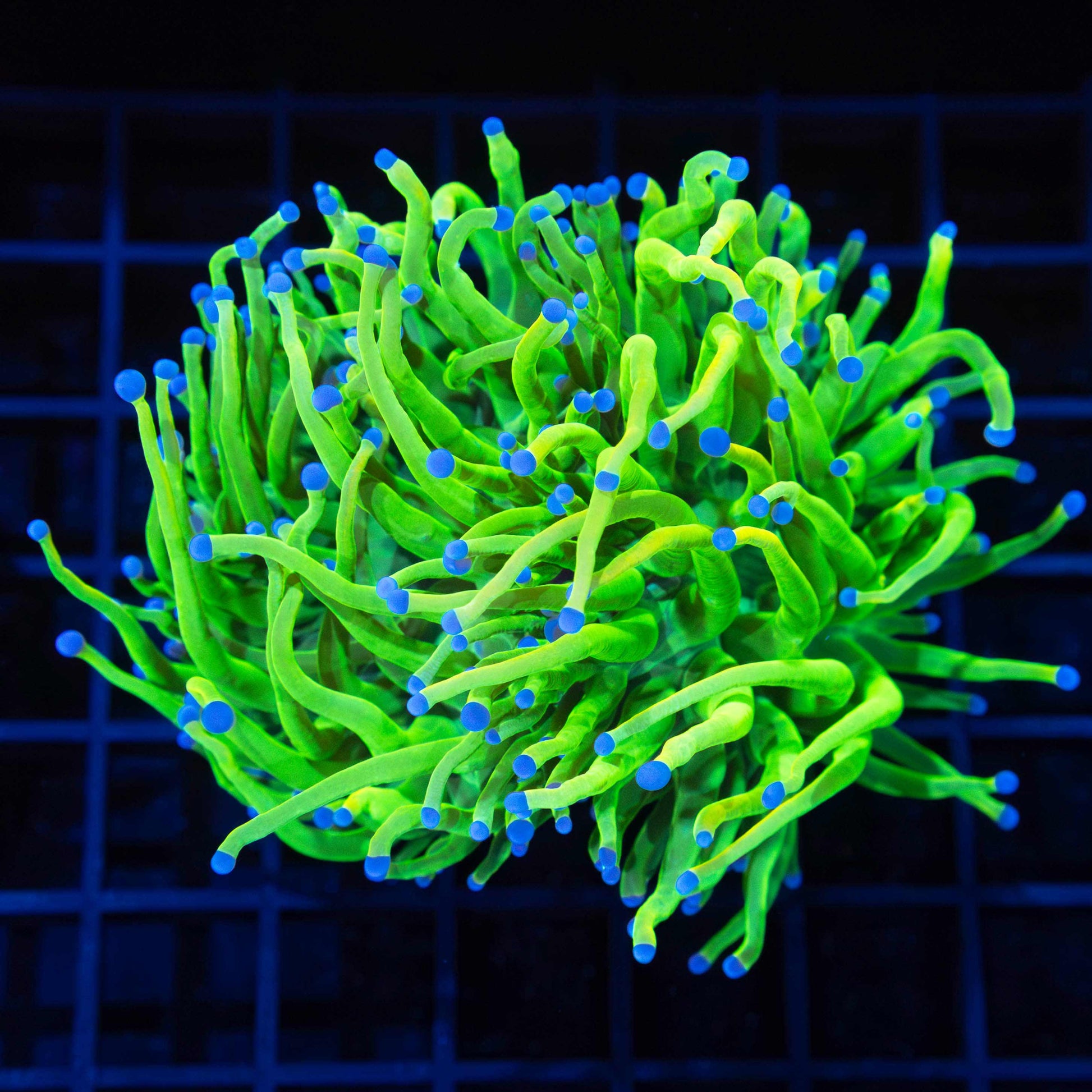 2 Heads Holy Grail Torch Coral