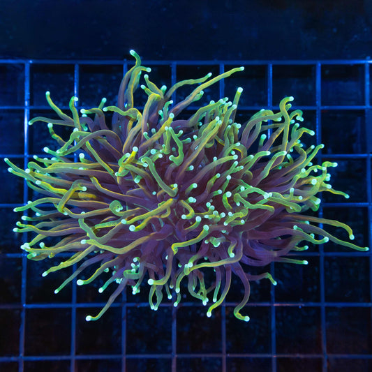 2 Heads Dragon Soul Torch Coral 4.75"