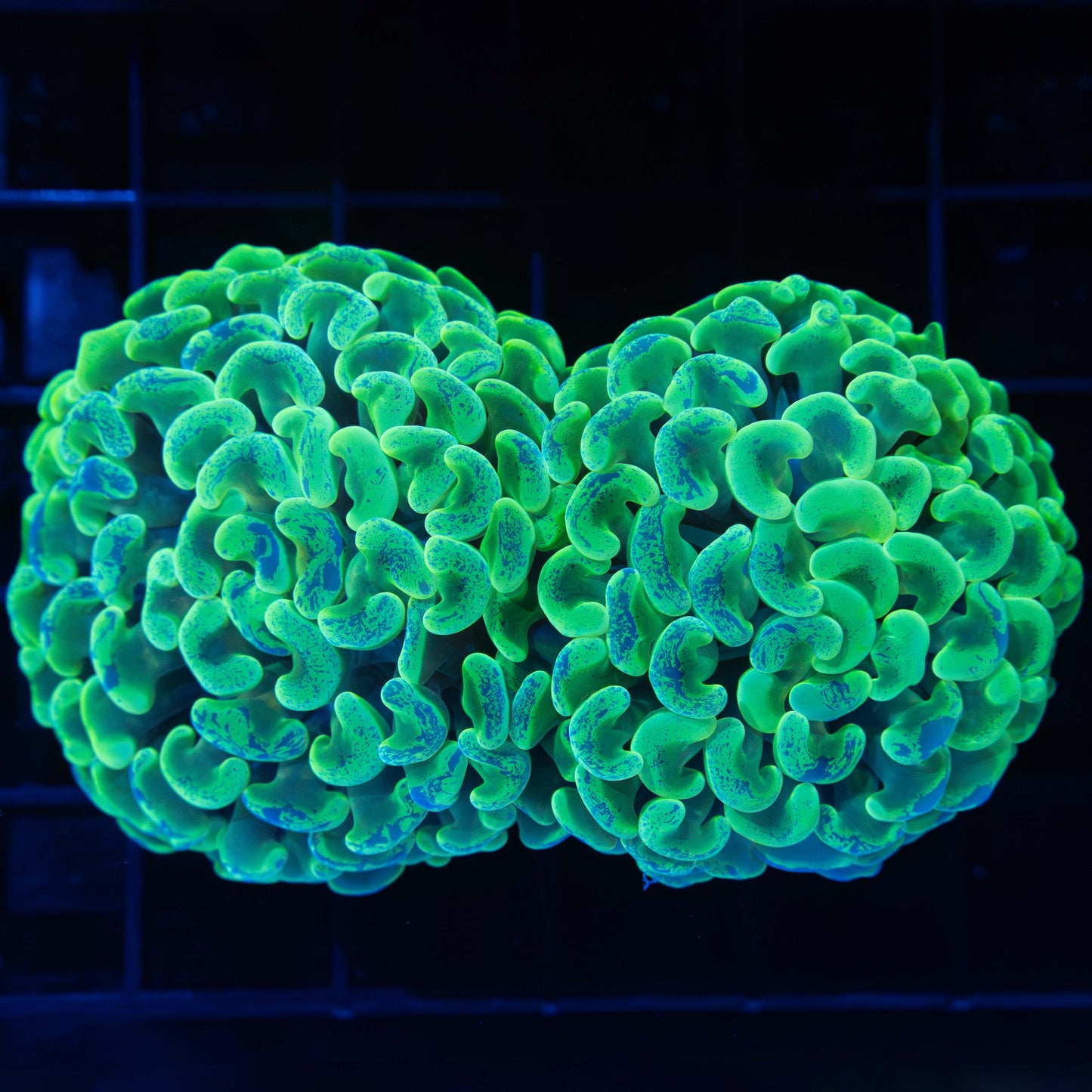 2 Heads Malay Branch Hammer 3.25"