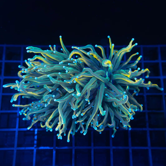 XL 2 Heads Master Torch Coral