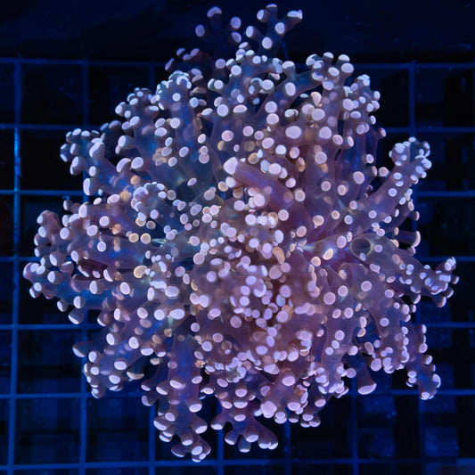 2 Heads Peach Frogspawn