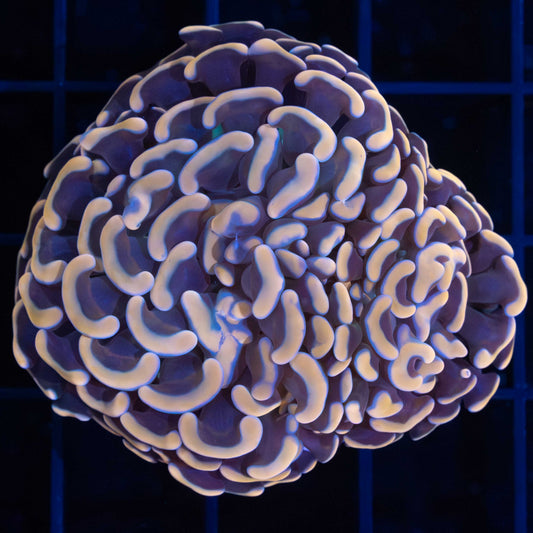 2 Heads Malay Peach Hammer