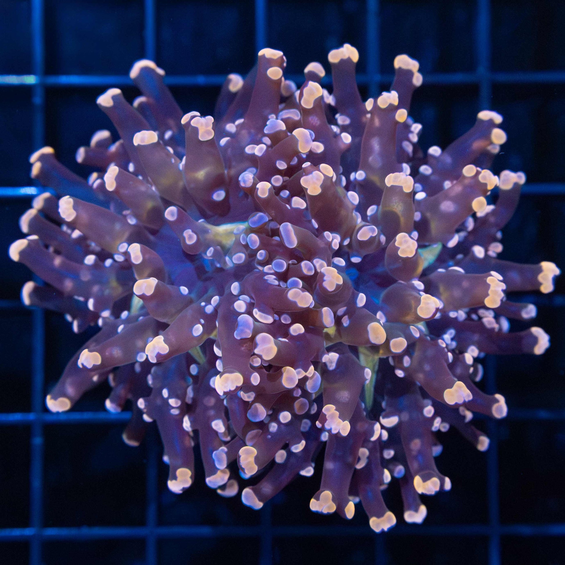 2 Head Peach Purple Frogspawn Coral